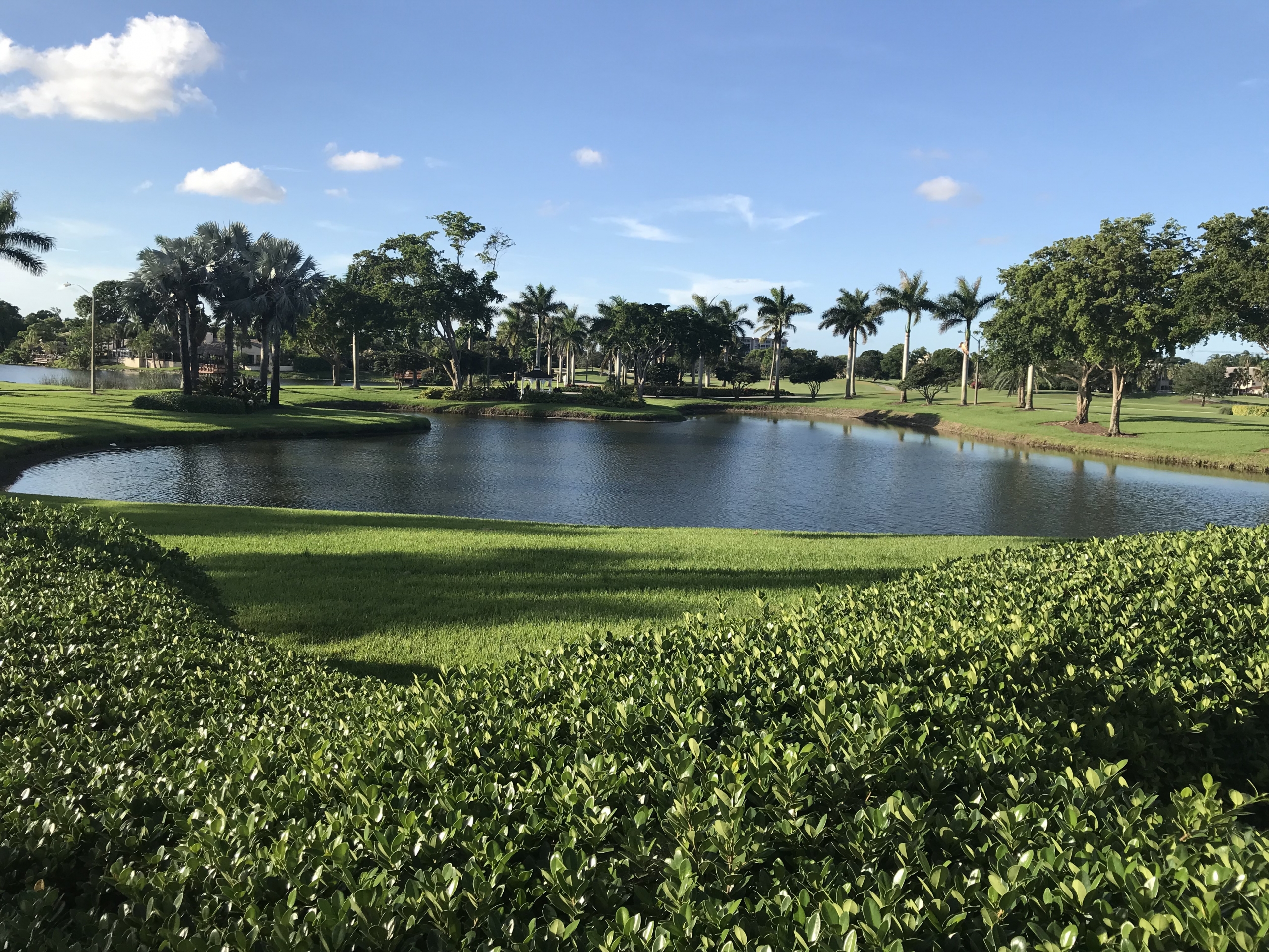 A green lush outdoor space with a lake